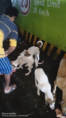 ANIMAL CARE
