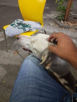 Animal Care Initiative: Fundraising for Animal Welfare
